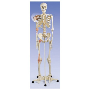 Szkielet człowieka 170 cm z więzadłami stawowymi