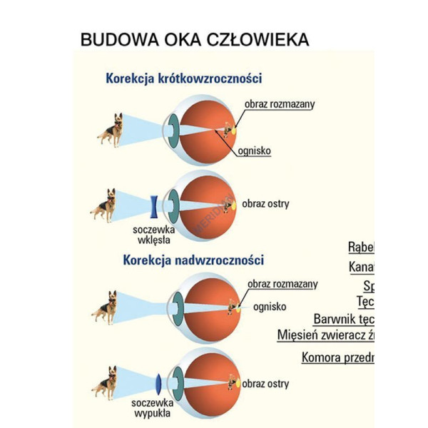 Plansza Budowa oka