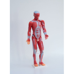 Układ mięśniowy człowieka 85 cm - model