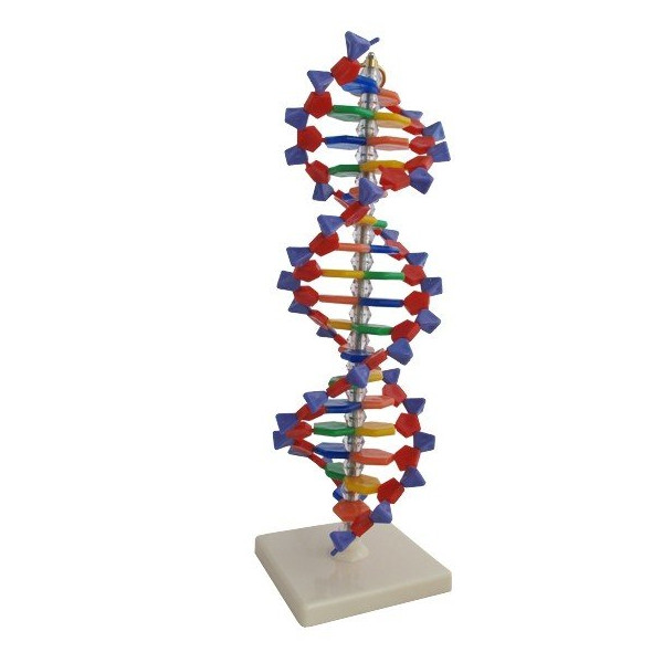 DNA- model 3D 
